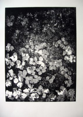  Blumenwiese 35X50 Ätzradierung (Vernis Mou)
